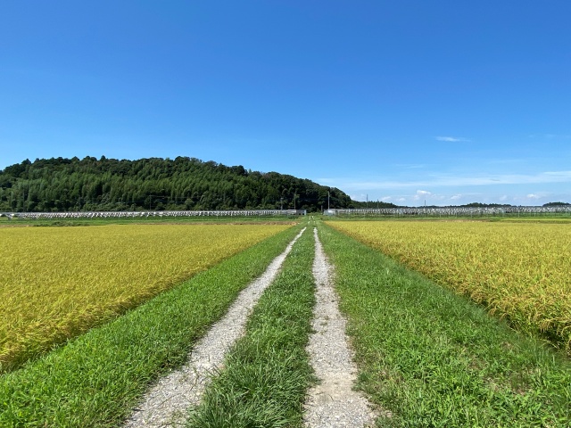 千葉県匝瑳市飯岡地区の稲作畑