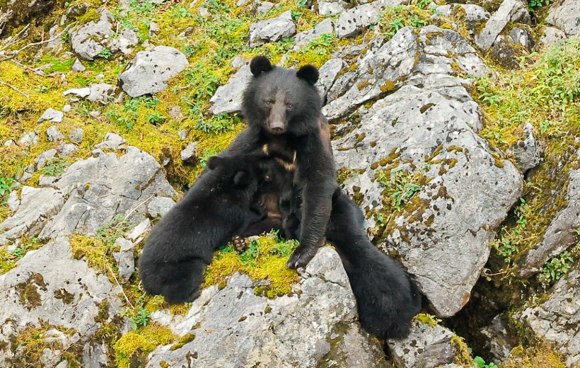 二ホングマの親子