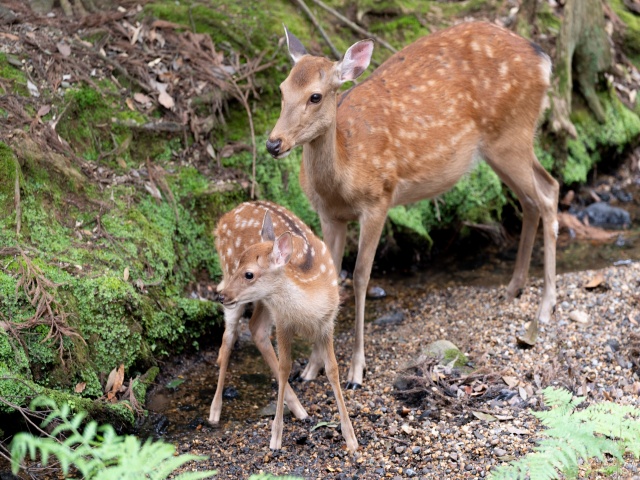二ホンジカ親子